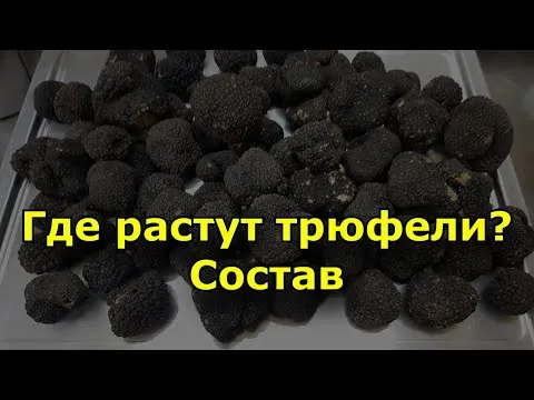 Где растут трюфели. Польза деликатеса.