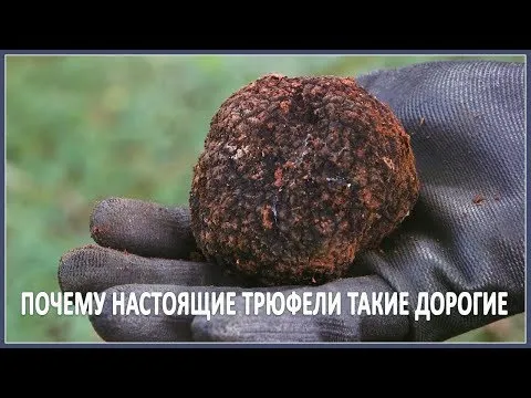 Почему настоящие трюфели такие дорогие