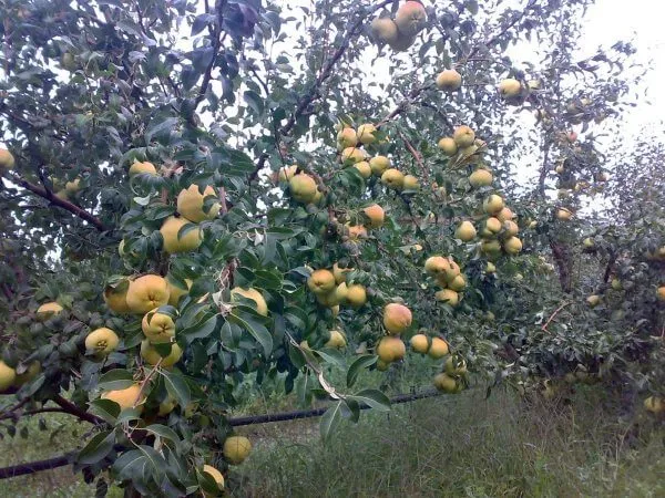 Выращивание Айвы: посадка и уход